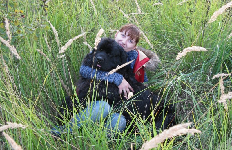 Фото: ньюфаундленд Ryesh (Рэш)
