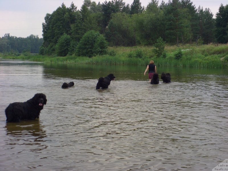 Фото: ньюфаундленд Akin Soul Sofiya (Акин Соул София), ньюфаундленд Baryishnya (Барышня), ньюфаундленд Glyed Tu Si Djipsi (Глэд Ту Си Джипси)