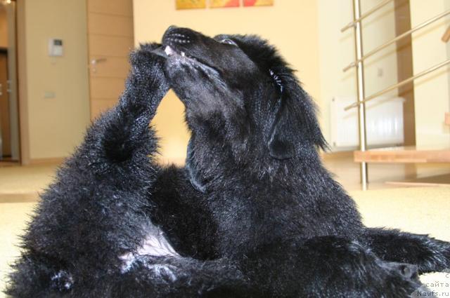 Фото: ньюфаундленд Sladkaya Moya ot Sibirskogo Medvedya (Сладкая Моя от Сибирского Медведя)