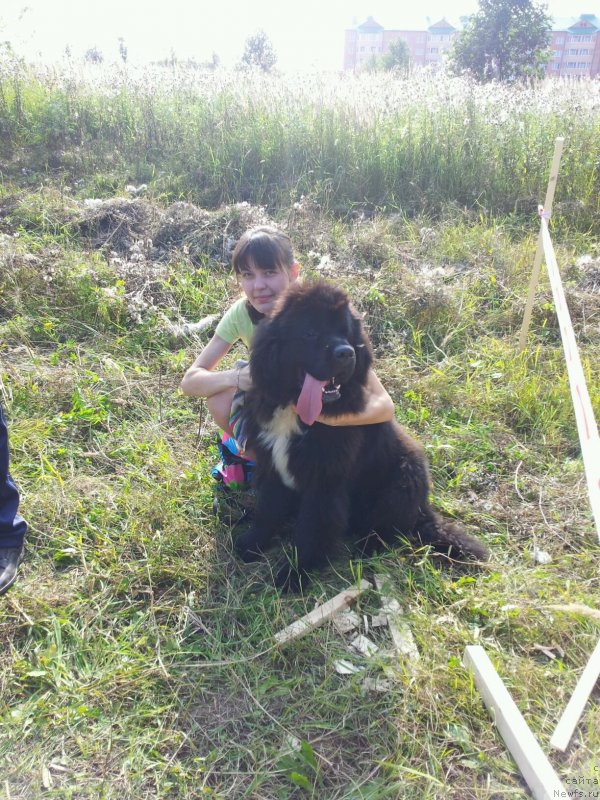 Фото: ньюфаундленд Dark Pride Van Gogh (Дак Прайд Ван Гог)