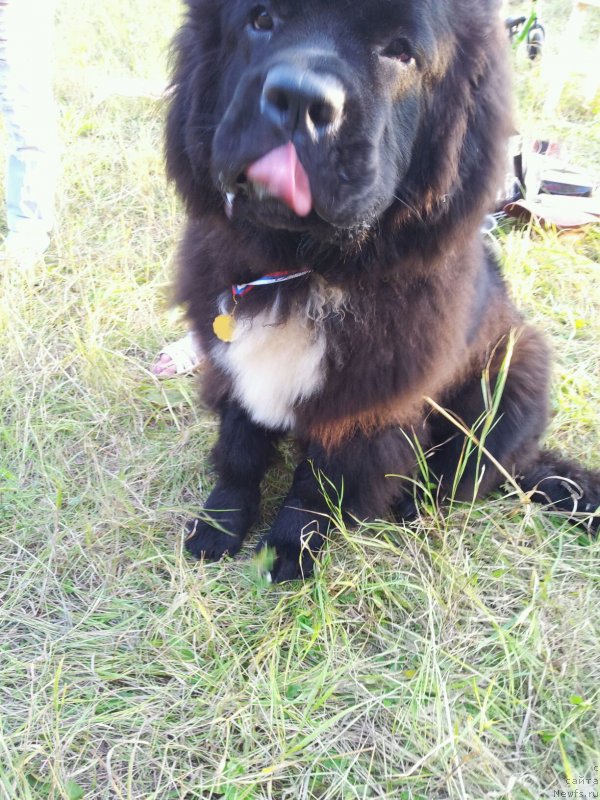 Фото: ньюфаундленд Dark Pride Van Gogh (Дак Прайд Ван Гог)