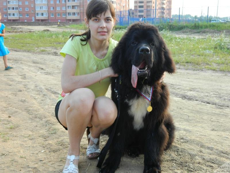 Фото: ньюфаундленд Dark Pride Van Gogh (Дак Прайд Ван Гог)