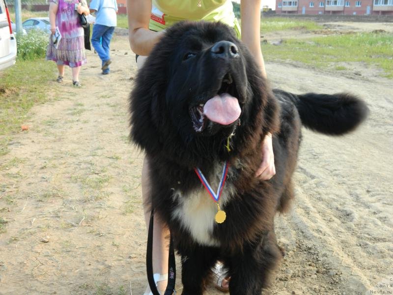 Фото: ньюфаундленд Dark Pride Van Gogh (Дак Прайд Ван Гог)