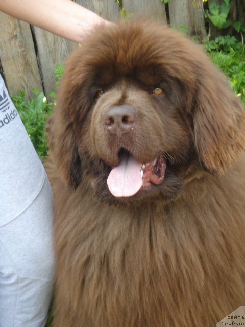 Фото: ньюфаундленд Argonavt iz Arkaima (Аргонавт из Аркаима)