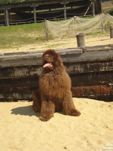 Фото: ньюфаундленд Argonavt iz Arkaima (Аргонавт из Аркаима)