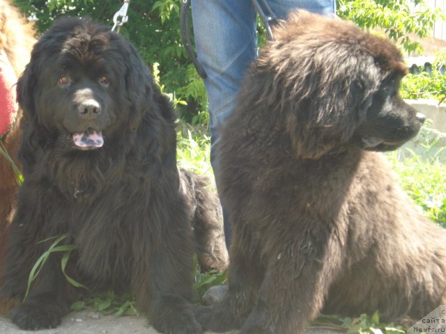 Фото: ньюфаундленд Krasna Devica s Berega Dona (Красна Девица с Берега Дона), ньюфаундленд CHerri Brendi (Черри Бренди)