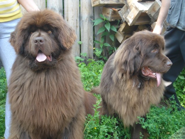 Фото: ньюфаундленд Argonavt iz Arkaima (Аргонавт из Аркаима), ньюфаундленд A'Milina iz Arkaima (А'Милина из Аркаима)