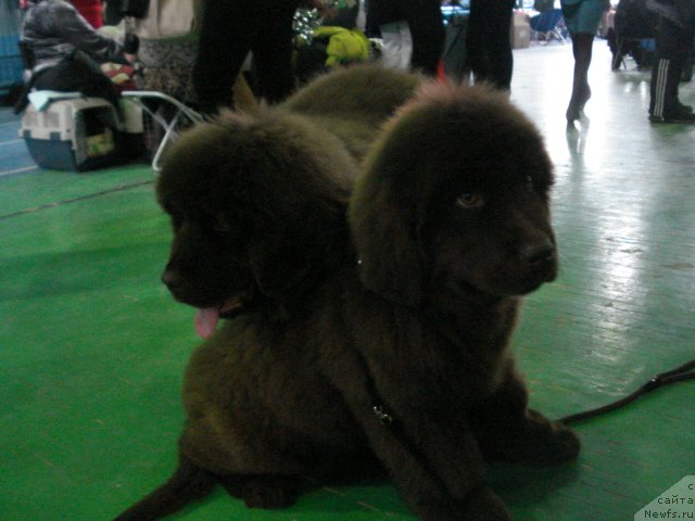 Фото: ньюфаундленд Argonavt iz Arkaima (Аргонавт из Аркаима), ньюфаундленд Angel Dushi Moey iz Arkaima (Ангел Души Моей из Аркаима)