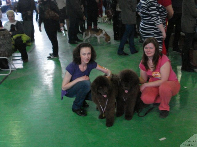 Фото: Anna Mel'zeninova (Анна Мельзенинова), ньюфаундленд Angel Dushi Moey iz Arkaima (Ангел Души Моей из Аркаима), ньюфаундленд Argonavt iz Arkaima (Аргонавт из Аркаима)
