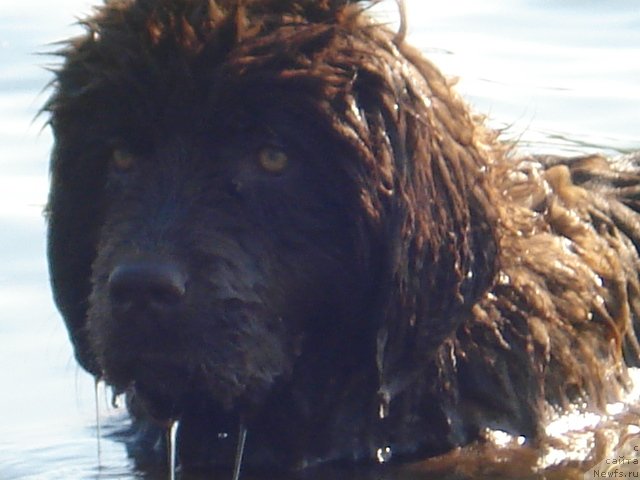 Фото: ньюфаундленд Angel Dushi Moey iz Arkaima (Ангел Души Моей из Аркаима)