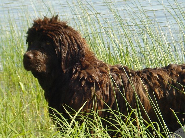 Фото: ньюфаундленд Angel Dushi Moey iz Arkaima (Ангел Души Моей из Аркаима)
