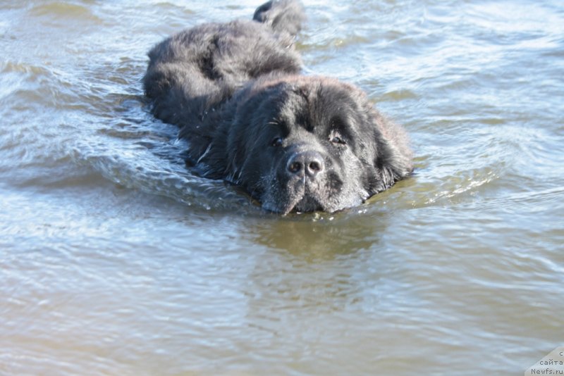 Фото: ньюфаундленд YAntarnaya Mechta (Янтарная Мечта)