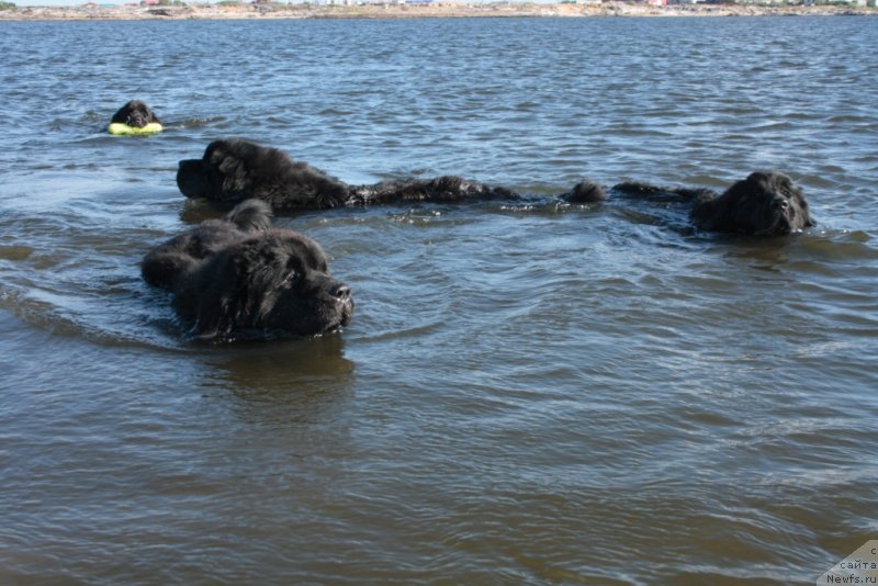 Фото: ньюфаундленд YAntarnaya Mechta (Янтарная Мечта), ньюфаундленд YUtub For YU (Ютуб Фор Ю), ньюфаундленд YUkka Flover (Юкка Фловер), ньюфаундленд Neretum Tribe Xagrid