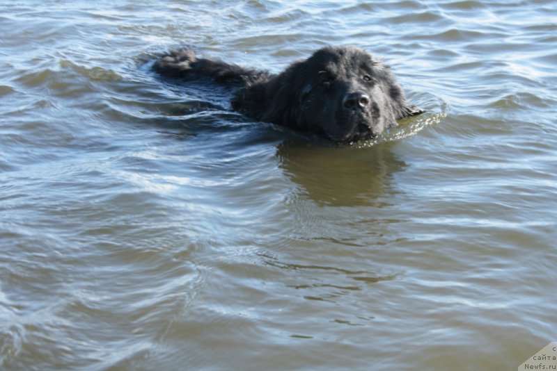 Фото: ньюфаундленд YUkka Flover (Юкка Фловер)