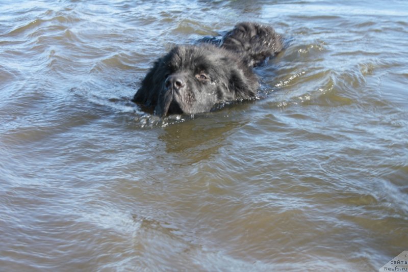 Фото: ньюфаундленд YUtub For YU (Ютуб Фор Ю)