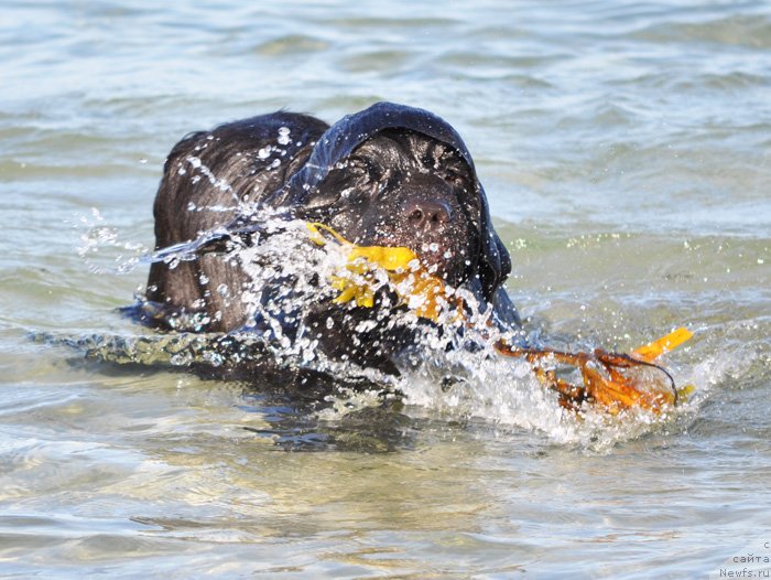 Фото: ньюфаундленд Beguschaya po Volnam Dancing Queen (Бегущая по Волнам Дансинг Квин)