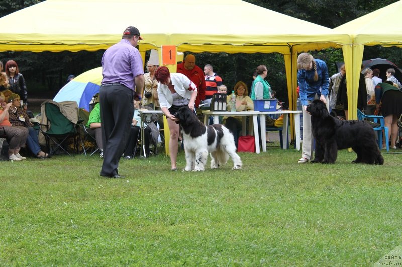 Фото: ньюфаундленд Iskushenie Moey Dushi (Искушение Моей Души)