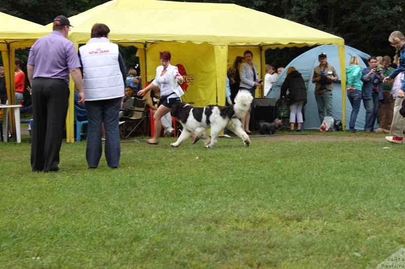 Фото: ньюфаундленд Iskushenie Moey Dushi (Искушение Моей Души)