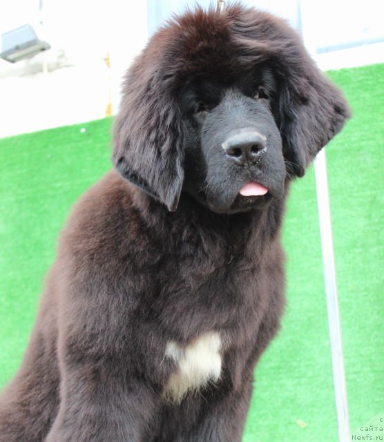 Фото: ньюфаундленд Aquatoriya Kelvin Schedrivochka (Акватория Келвин Щедривочка)