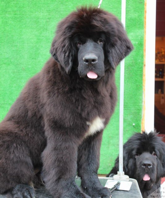 Фото: ньюфаундленд Aquatoriya Kelvin Schedrivochka (Акватория Келвин Щедривочка)