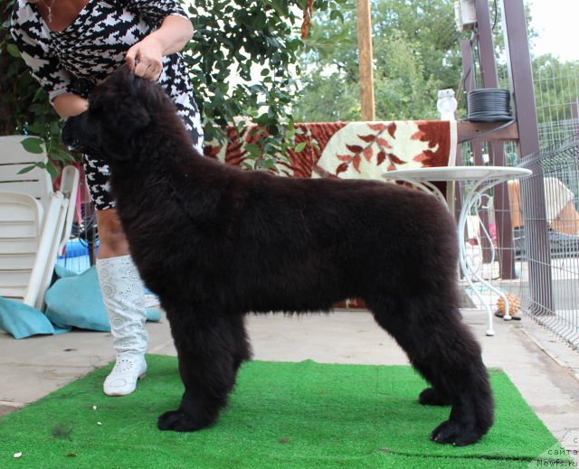 Фото: ньюфаундленд Aquatoriya Kelvin Schedrivochka (Акватория Келвин Щедривочка)