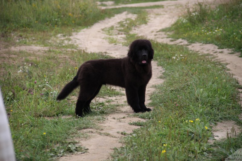 Фото: ньюфаундленд Lemyuyel' Derien (Лемюэль Дериен)