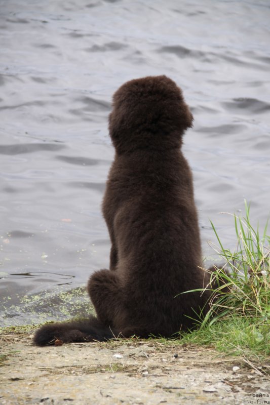 Фото: ньюфаундленд Lemyuyel' Derien (Лемюэль Дериен)