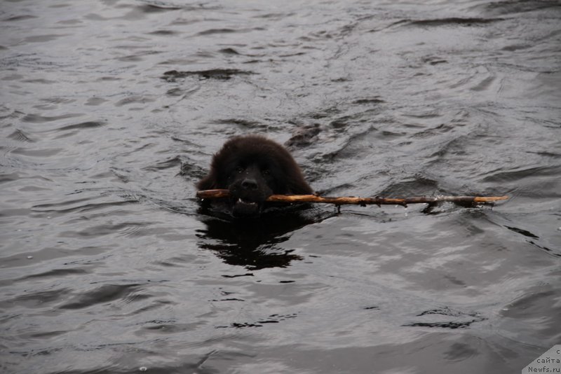 Фото: ньюфаундленд Lemyuyel' Derien (Лемюэль Дериен)
