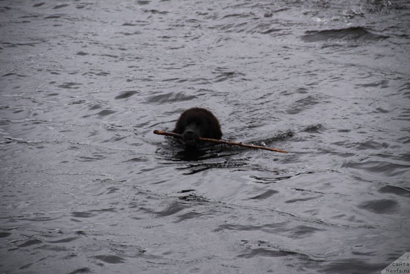 Фото: ньюфаундленд Lemyuyel' Derien (Лемюэль Дериен)