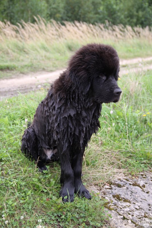 Фото: ньюфаундленд Lemyuyel' Derien (Лемюэль Дериен)