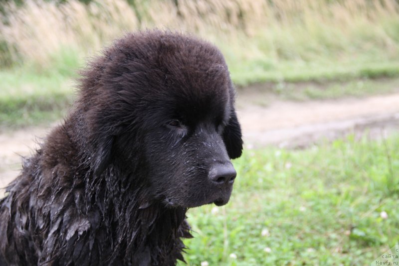 Фото: ньюфаундленд Lemyuyel' Derien (Лемюэль Дериен)