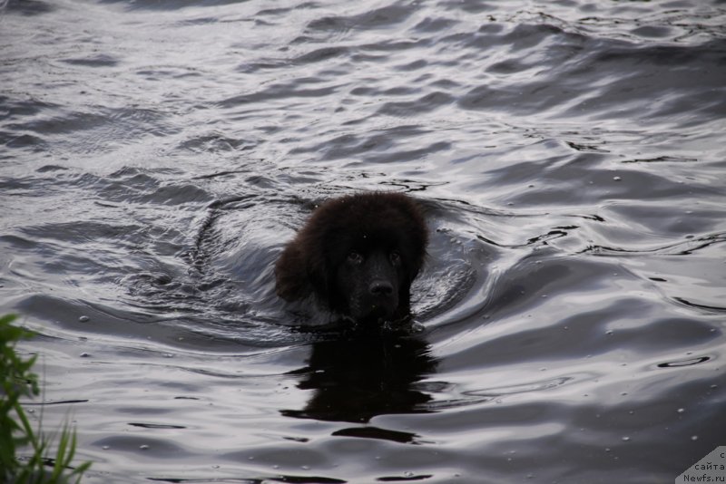 Фото: ньюфаундленд Lemyuyel' Derien (Лемюэль Дериен)