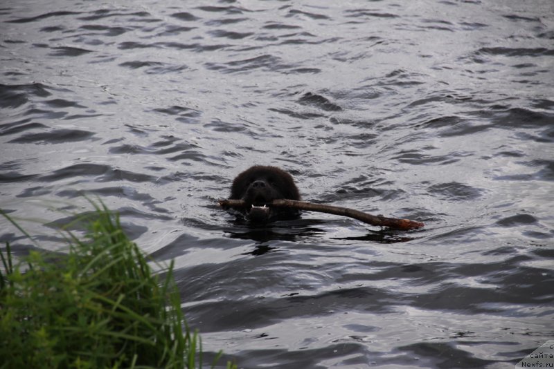 Фото: ньюфаундленд Lemyuyel' Derien (Лемюэль Дериен)