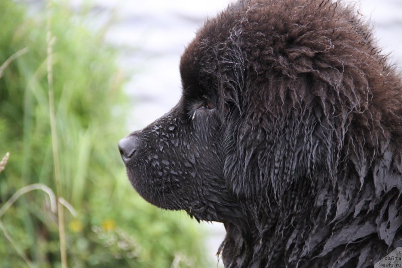 Фото: ньюфаундленд Lemyuyel' Derien (Лемюэль Дериен)