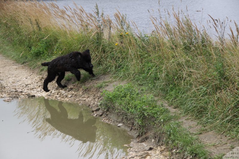 Фото: ньюфаундленд Lemyuyel' Derien (Лемюэль Дериен)