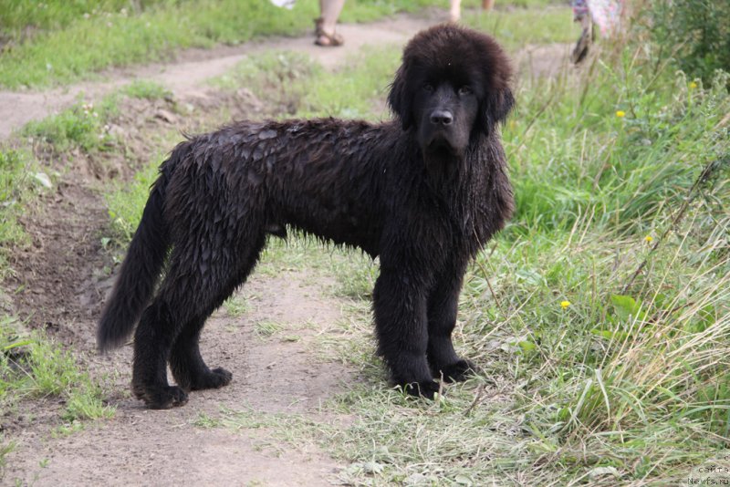 Фото: ньюфаундленд Lemyuyel' Derien (Лемюэль Дериен)