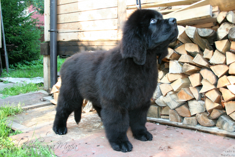 Фото: ньюфаундленд Chernaya Mafia Move Up In The World (Черная Мафия Мове Уп Ин Тхе Ворлд)