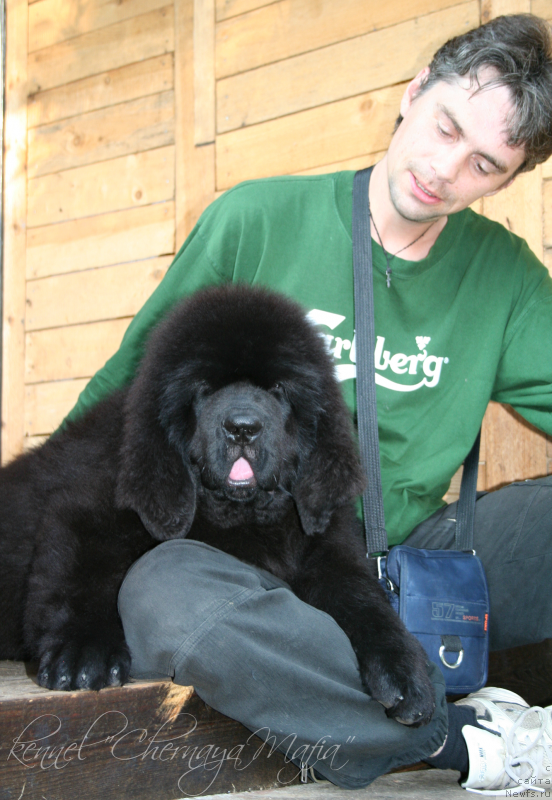 Фото: ньюфаундленд Chernaya Mafia Move Up In The World (Черная Мафия Мове Уп Ин Тхе Ворлд)