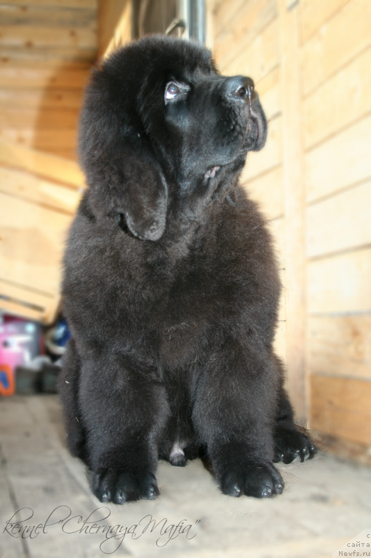 Фотография № 132257