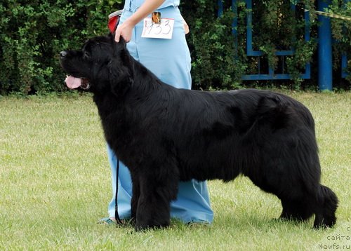 Фото: ньюфаундленд Topgallant's Aquarelle