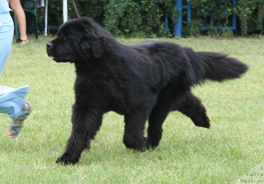 Фото: ньюфаундленд Topgallant's Brigadier