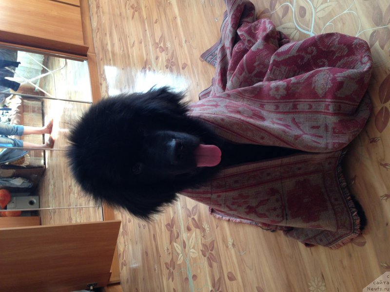 Фото: ньюфаундленд Belkonder-Klab Kronos (Белкондер-Клаб Кронос)