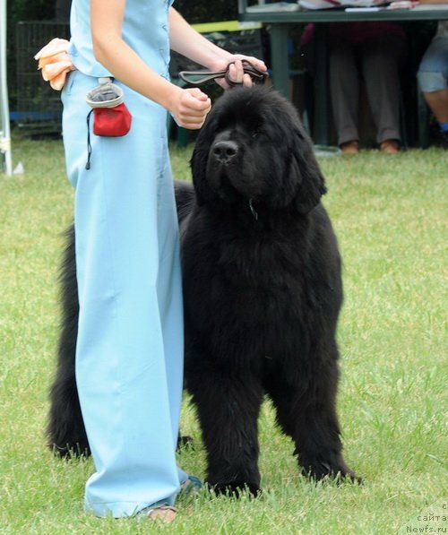 Фото: ньюфаундленд Topgallant's Brigadier
