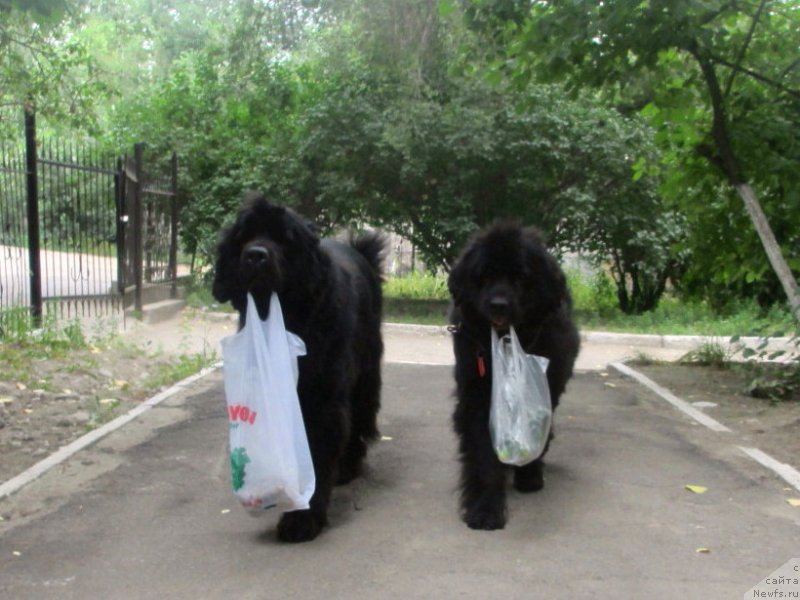 Фото: ньюфаундленд Sent Djons Ulla for Kara Ayular (Сент Джонс Улла для Кара Аюлар), ньюфаундленд Jenev'ev Garni Ledyen (Женевьев Гарни Ледэн)