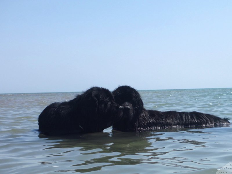 Фото: ньюфаундленд Keeper Soul Esaul (Кипер Соул Есаул), ньюфаундленд Love Story iz Tihogo Omuta (Лав Стори из Тихого Омута)