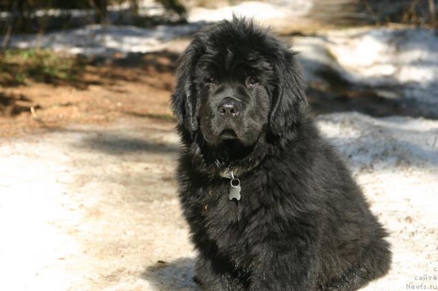 Фото: ньюфаундленд Sladkaya Moya ot Sibirskogo Medvedya (Сладкая Моя от Сибирского Медведя)