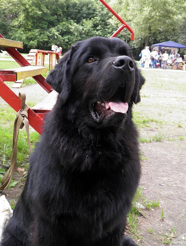 Фото: ньюфаундленд CHarl'z Balu Blek Biar (Чарльз Балу Блек Биар)