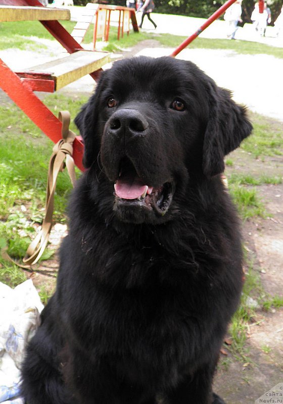 Фото: ньюфаундленд CHarl'z Balu Blek Biar (Чарльз Балу Блек Биар)