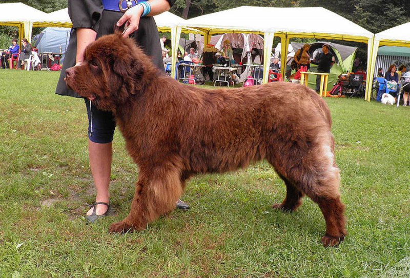 Фото: ньюфаундленд Charmer Denkam Bronze (Чармер Денкам Бронз)