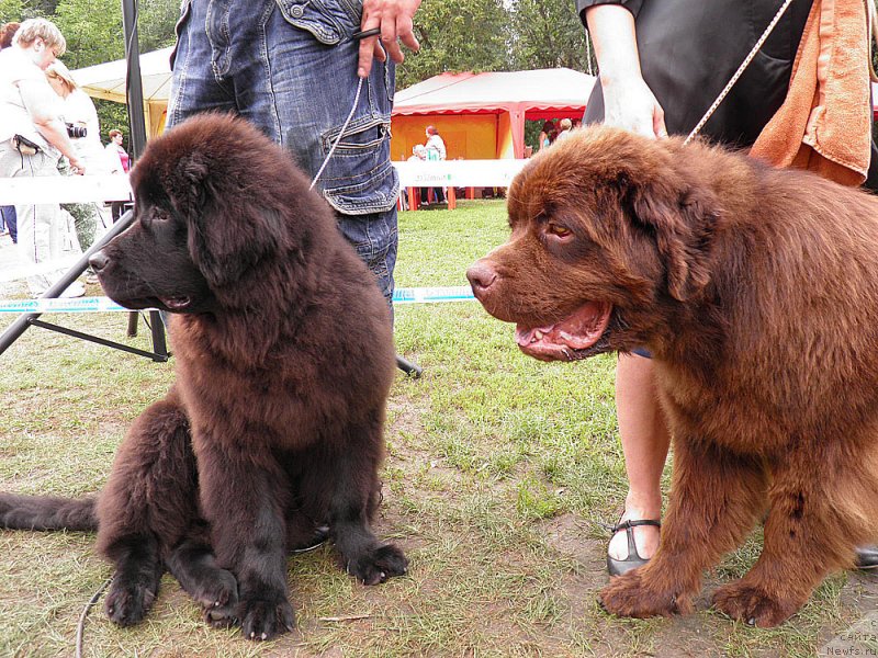 Фото: ньюфаундленд Legolas Senejskiy Syin Ariadnyi (Леголас Сенежский Сын Ариадны), ньюфаундленд Charmer Denkam Bronze (Чармер Денкам Бронз)